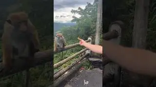 Monkeys Can't Handle Magic Tricks⁉️😱