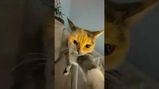 A cat takes a selfie