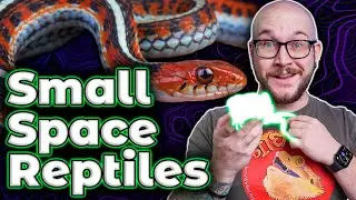 The 5 BEST Reptiles For Apartments, Dorms and Small or Shared Living Spaces
