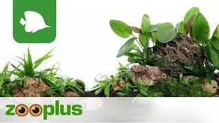 Versteinertes Laub für Aquarium Dekoration | zooplus
