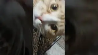 Шикарный рыжий кот живчик