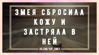 Змея сбросила кожу и застряла в ней