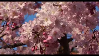 Cherry blossom, so spring is here! 春が来ます!!