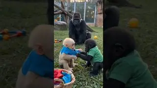 Mama Gorilla Solved the T-Shirt Fight in the Sweetest Way 🦍❤️ 