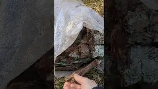 Зачем собирают кору сосны?