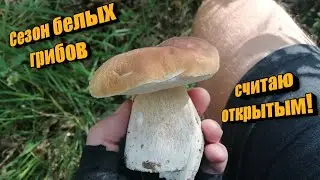 Где искать белые грибы на велосипеде. Сезон грибов началось!