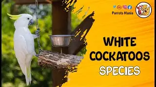 White Cockatoos Species and Their Identification