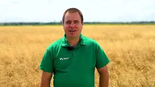 Як ефективніше проконтролювати складні злакові бур'яни