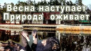 Весна наступает  Природа оживает