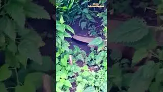 Гуляем мимо крысиного царства в Москве