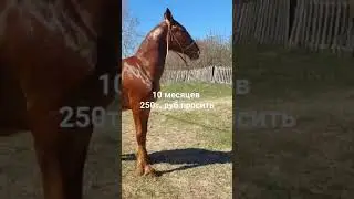 23 апреля 2024 г.