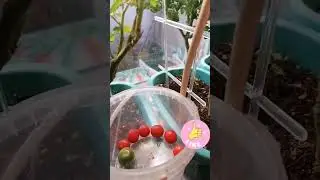 Огород на подоконнике,  после переезда.