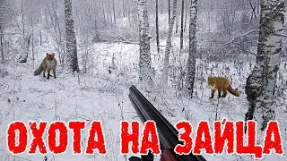 Охота на зайца в порошу, лисы удивляют 