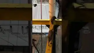 Fight of raccoons in the marina