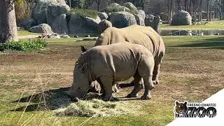 Breakfast With the Animals - Rhinos
