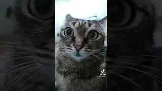 Трезвость ( бросаем пить)