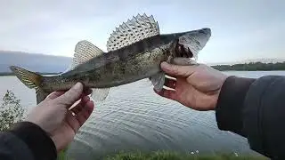 Утренний клëв