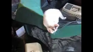The Intrepid Lucky