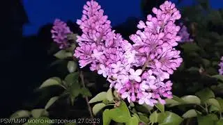 27.05.23 Дача Вечерний сад.
