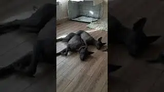 Ксолоитцкуинтли греются.