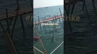 Detik-detik strike Sembilang monster #shorts #shorts