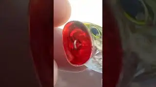 YO-ZURI popper