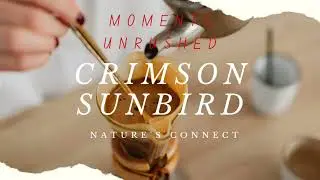 Beautiful creations of nature -Crimson Sunbird #birdslover #naturelovers #naturephotography