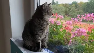 Sophie likes the box at the window - 4K