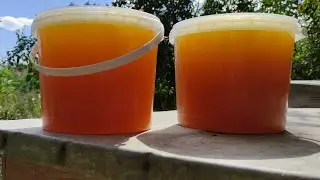 В кого смачніший мед ? Бакфаст - Кавказянка .