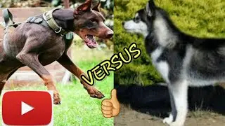 Кто сильнее!Доберман против хаски.//ANIMALS BATTLE BIT//