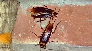 Cockroach Arsola Telapoka