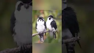 Black-and-white birds, cute but deadly!