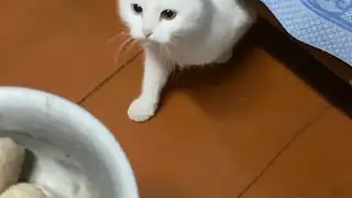 Feeding feral cats