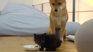 柴犬が子猫にフードを促す様子が完全に母親だった。