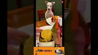 приколы с животными , смешные моменты , коты и собаки  , смех до слез #cat #dogs #animals