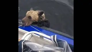 Рыбаки спасают медвежат