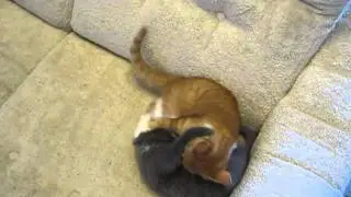 Kittens Clean Each Other Then Start Wrestling