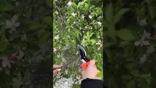 Секатор садовый
