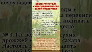 ПОДКОРМКА РАСТЕНИЙ БУДУТ РАСТИ КАК БЕШЕНЫЕ