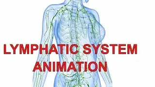 INTRODUCTION TO BIOLOGY | What is Lymphatic System | Function and Animation