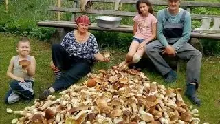 Krásný les byl plný hub a potěšil nejednoho houbaře. Velké hřiby a křemenáče jsou po celém lese.