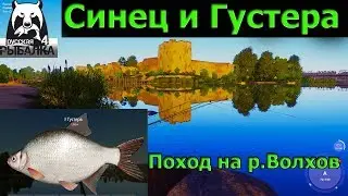 Русская рыбалка 4 - р. Волхов - Трофейные Густера,Синец и др.