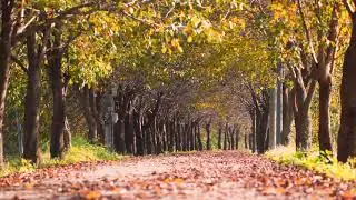 Autumn Road, Trees, Wind, 4K Video | Royalty Free (Creative Commons)