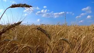 Sonho: Semeando as sementes pelos campos do Senhor!