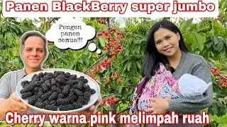 PANEN BLACKBERRY SUPER JUMBO || CHERRY WARNA PINK SUPER LEBAT!!!