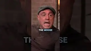 Joe Rogan's BEAR encounter 😳🚑