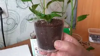 Можно вырастить рассаду из боковых побегов перца.