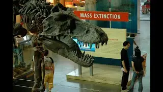 Evolutionary radiation and mass extinction