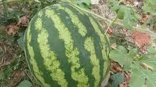 Настоящий арбуз, без дрянохимикатов.