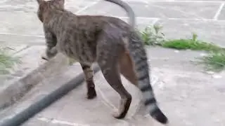 一只流浪猫正在美丽的花园里散步。很酷的地方。 | #猫 #猫恋人 #视频
